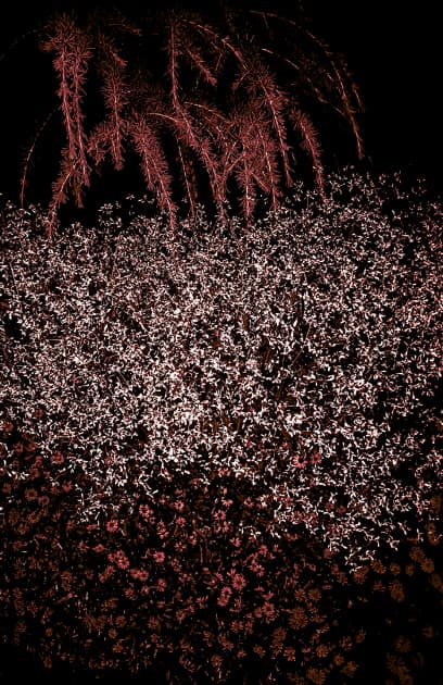 artwork Ксенії Петровської - - проект Blossoms on the Grave