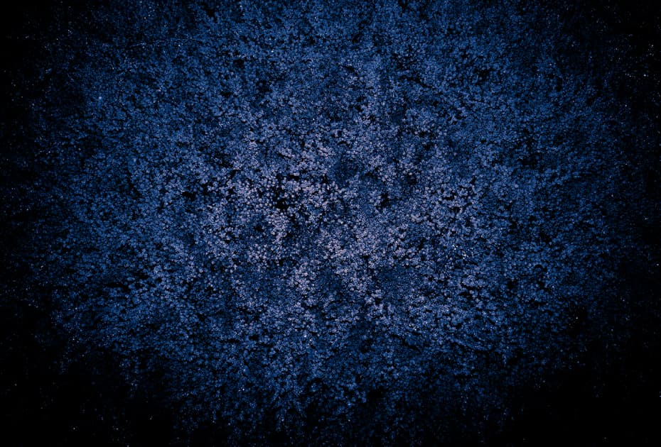 artwork Ксенії Петровської - - проект Blossoms on the Grave