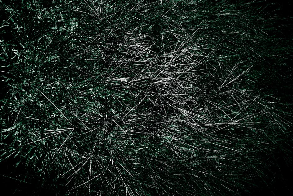 artwork Ксенії Петровської - - проект Blossoms on the Grave