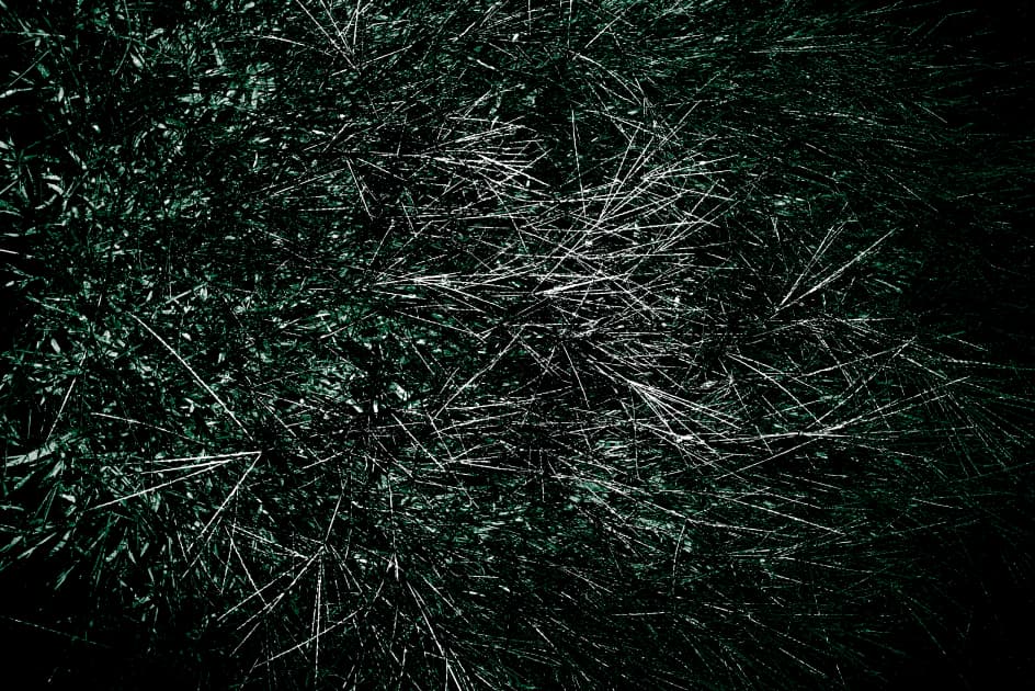 artwork Ксенії Петровської - - проект Blossoms on the Grave
