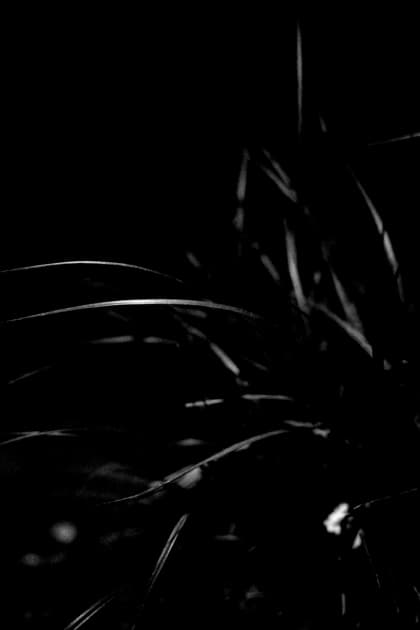 artwork Anna Zhukova -  - Black series