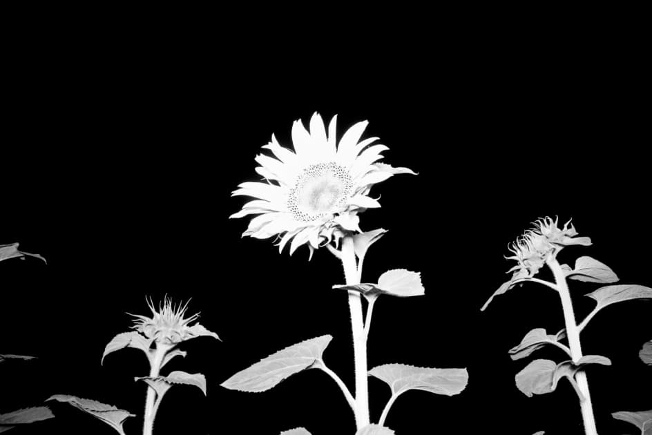 artwork Mariia Horshkova -  - Awareness from the inside