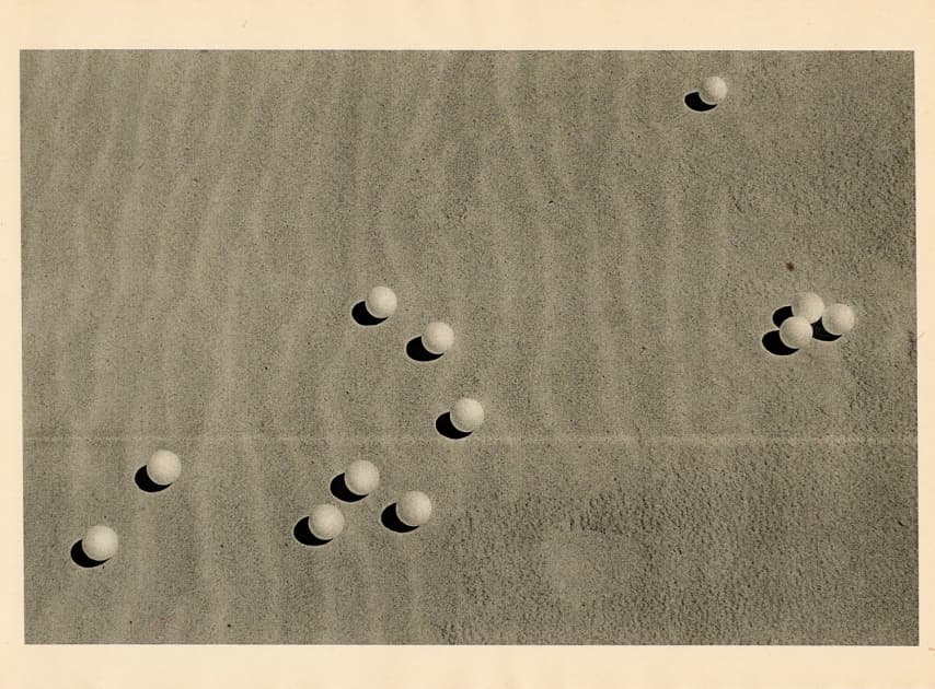 artwork Олі Коваль - - проект Dunes