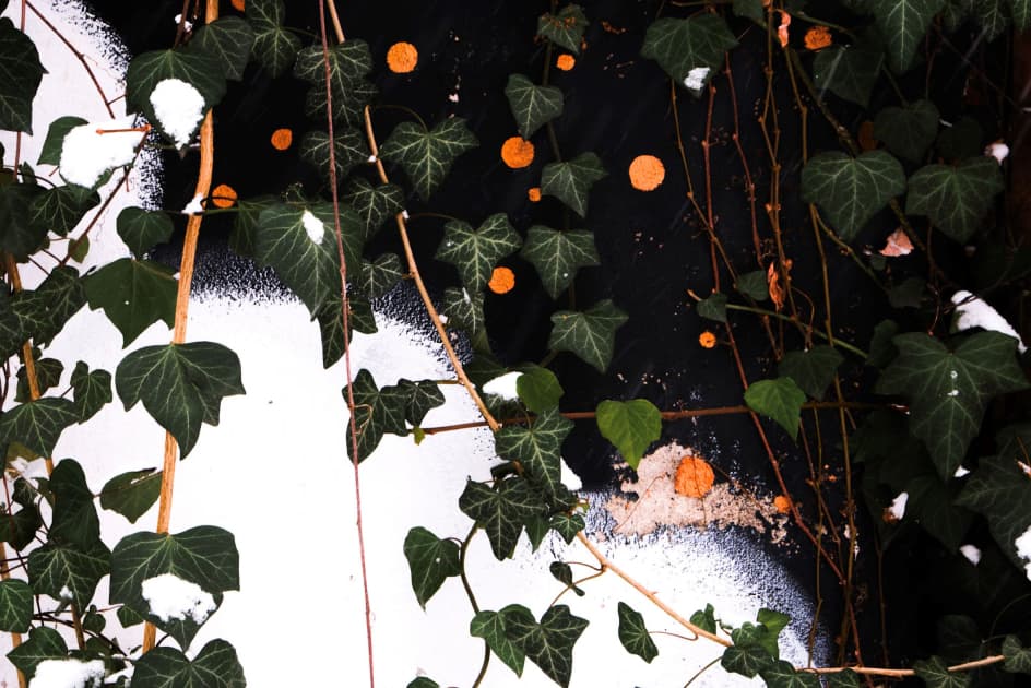 artwork Kaja Krawczyk -  -  Backyard
