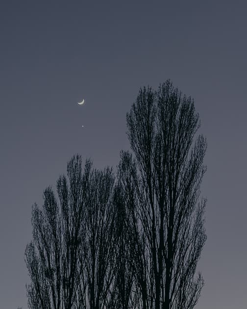 artwork Cherviak Denys -  -  Trees in My Yard