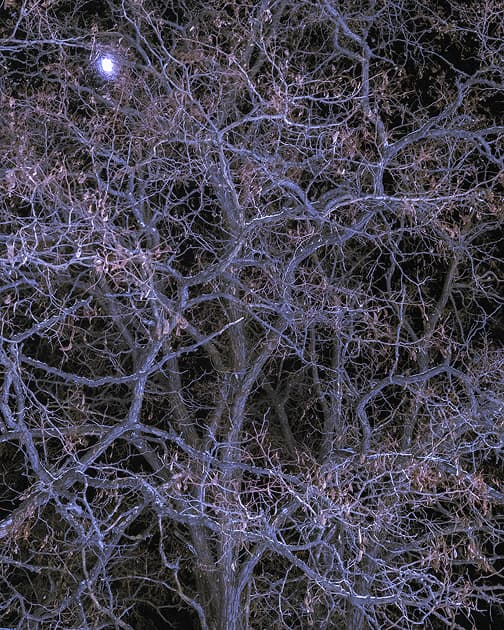 artwork Cherviak Denys -  -  Trees in My Yard