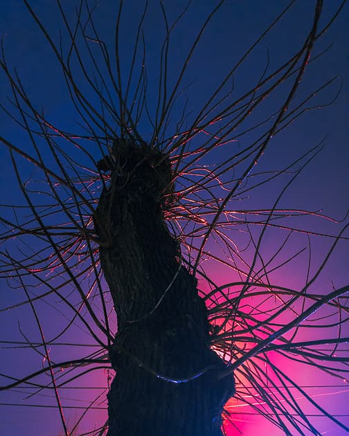 artwork Cherviak Denys -  -  Trees in My Yard