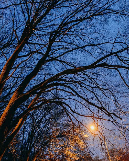 artwork Cherviak Denys -  -  Trees in My Yard
