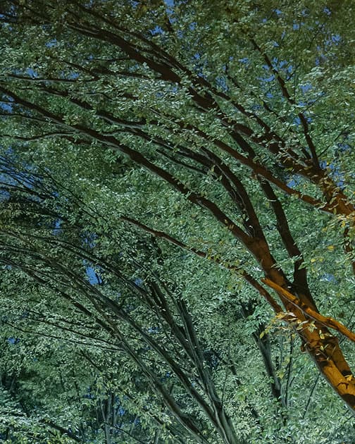artwork Cherviak Denys -  -  Trees in My Yard