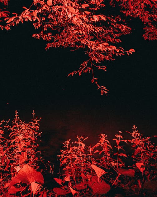 artwork Cherviak Denys -  -  Trees in My Yard