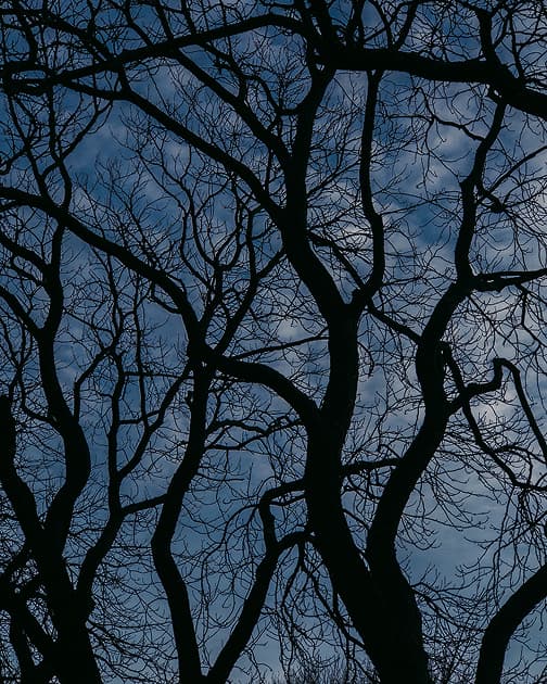 artwork Cherviak Denys -  -  Trees in My Yard